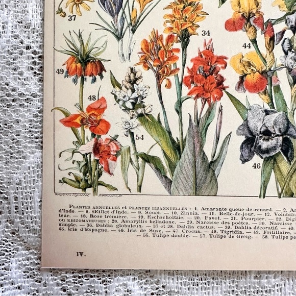 Vintage Scientific "Fleurs" (Flowers) Floral Chart 8x10 5/5 - Picture 7 of 8